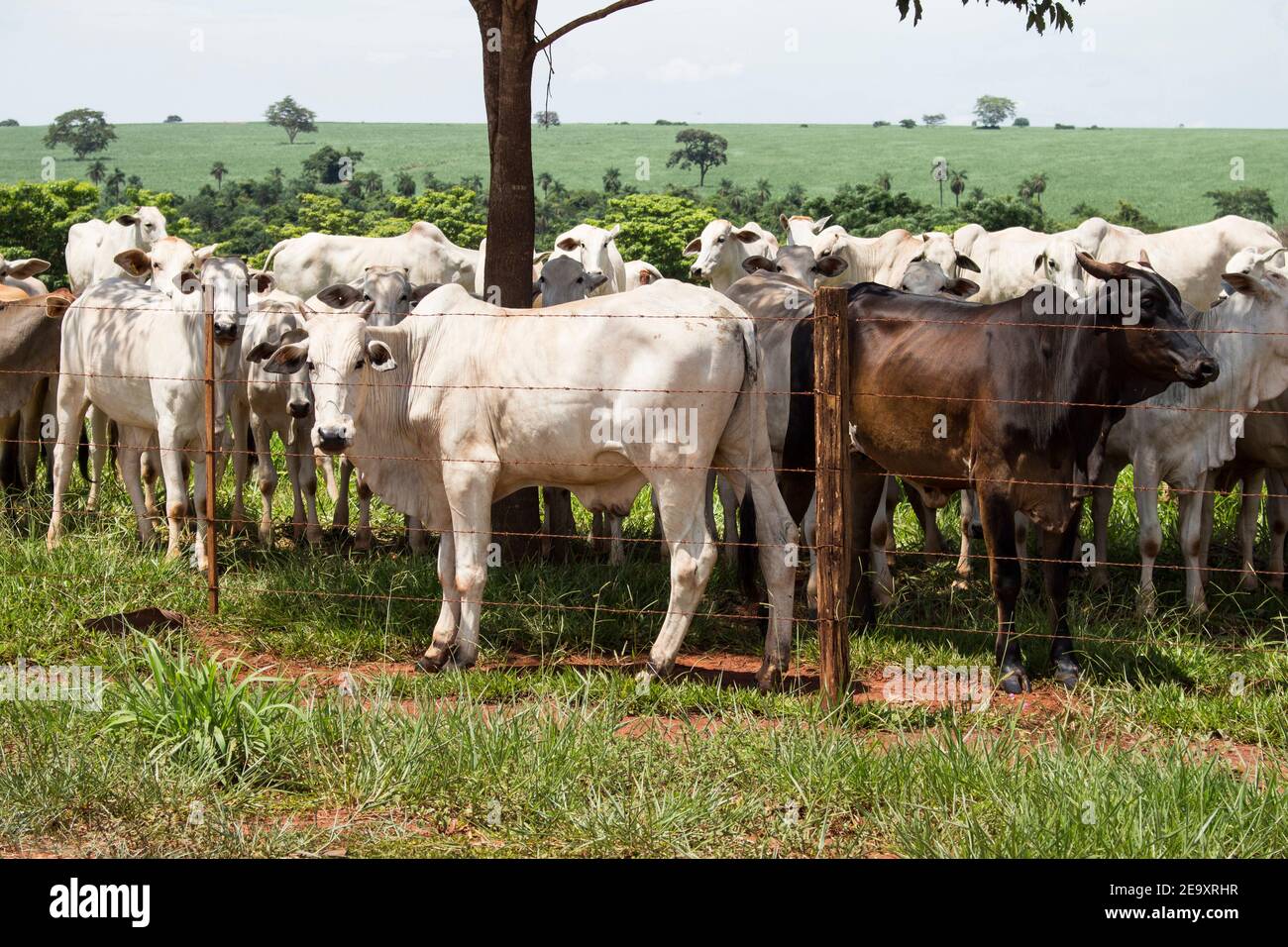 Multiple White and black cows starring with attention to the camera. Stock Photo