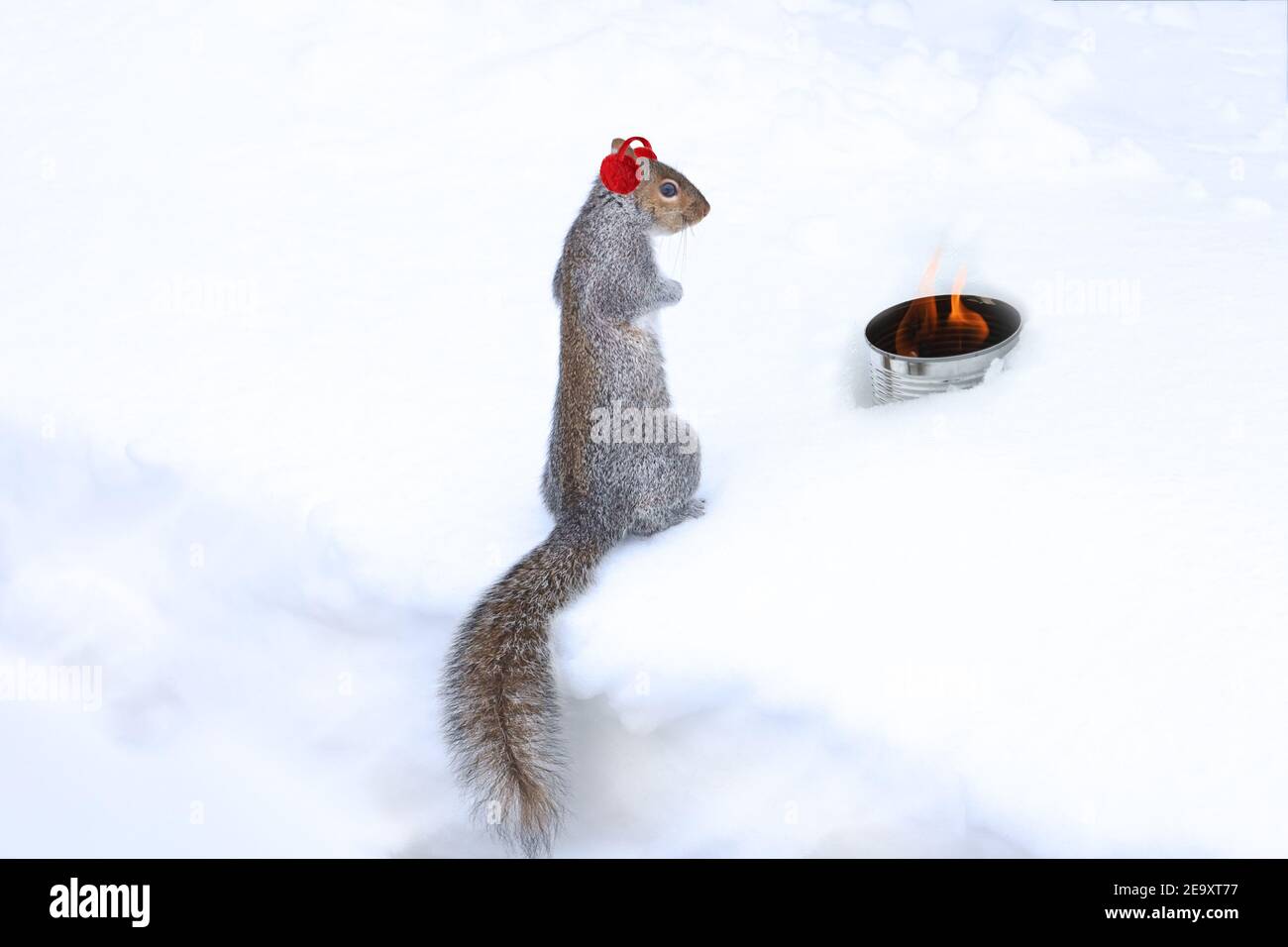 Squirrel warming by the fire hires stock photography and images Alamy