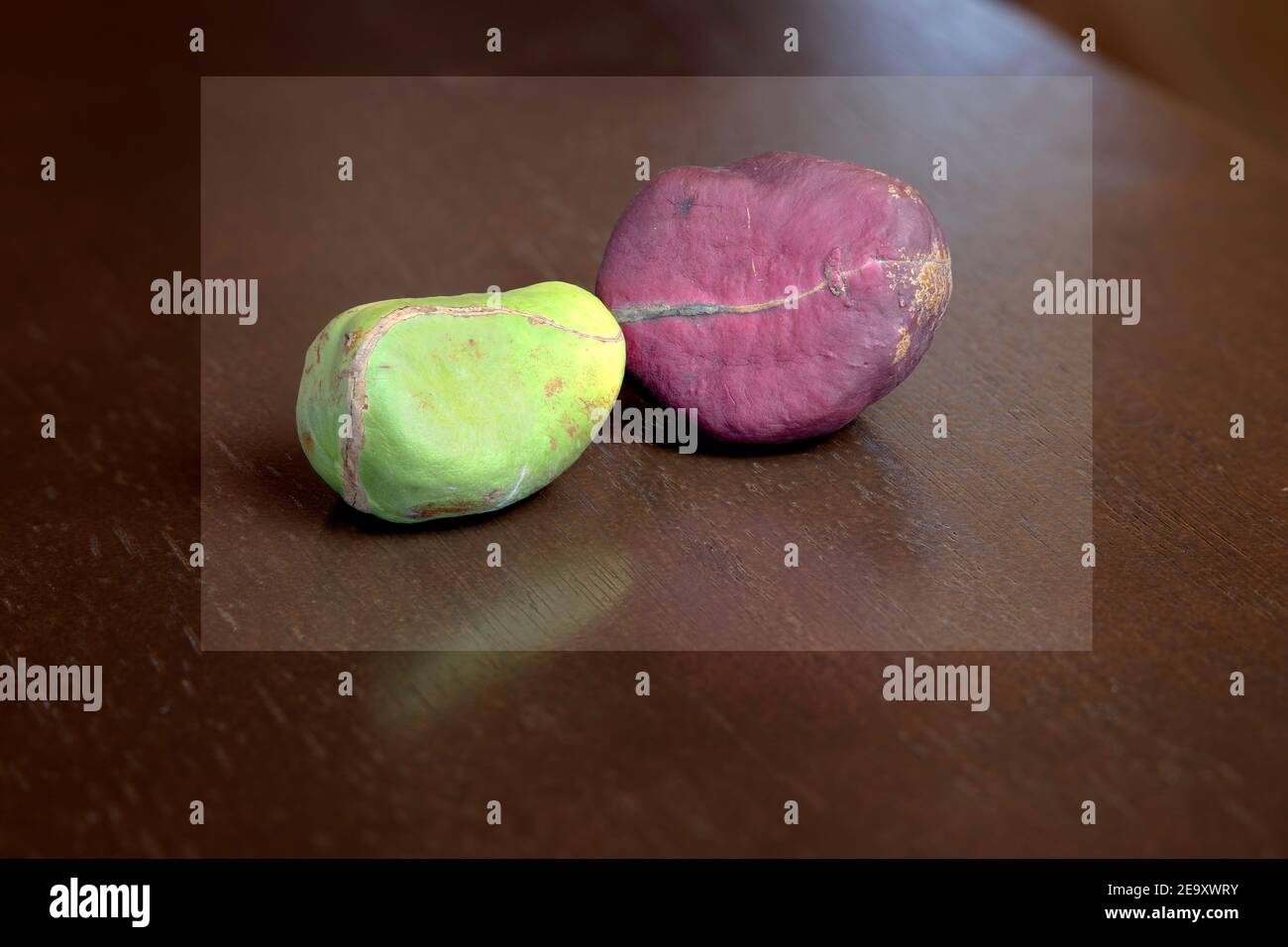 Two different color Kola nuts on a wood surface Stock Photo
