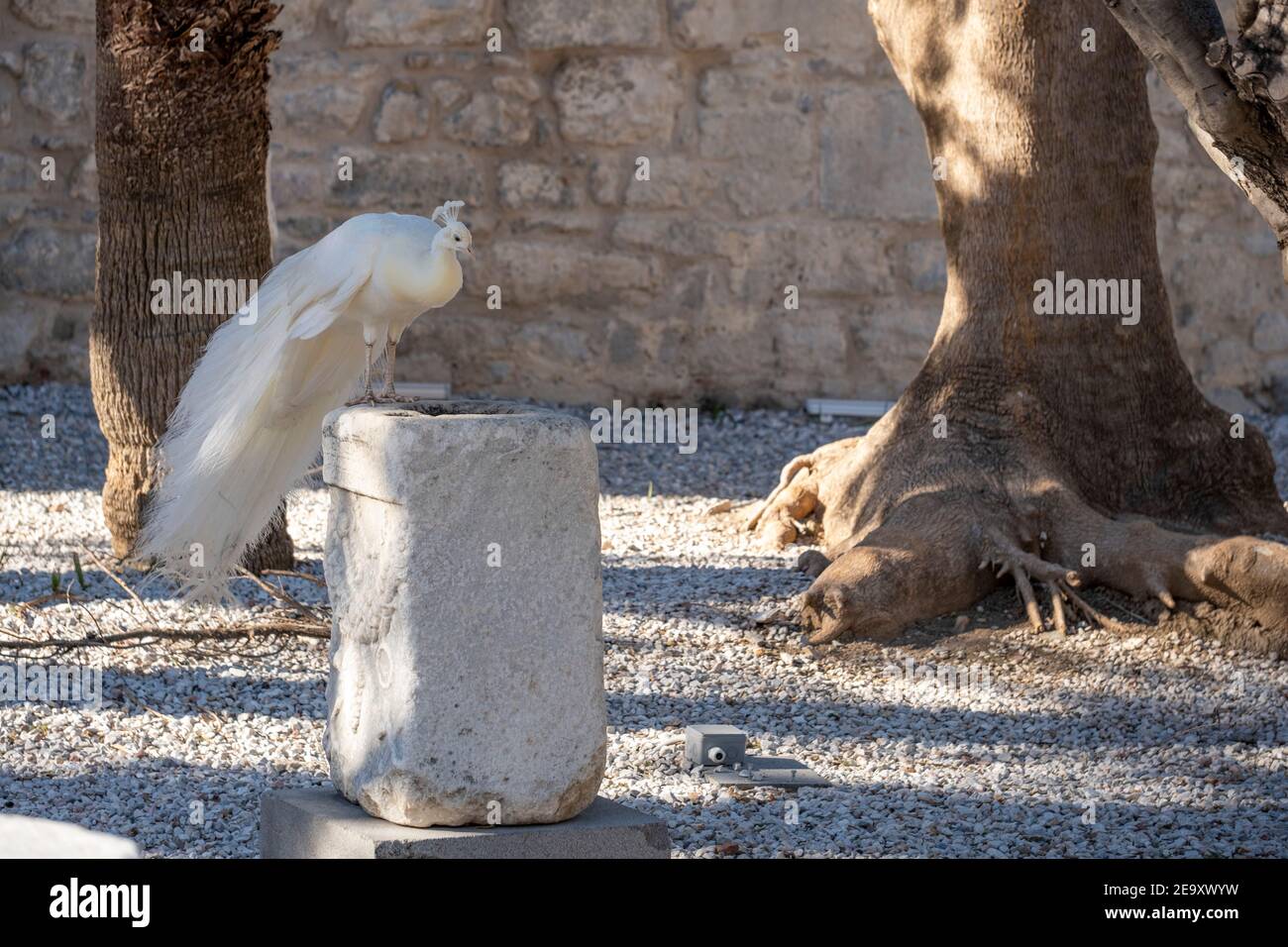 Rare animal concept: A white peacock standing on an ancient pedestal in an outdoor museum garden. The bird has a beautiful crown and long feathers. Stock Photo