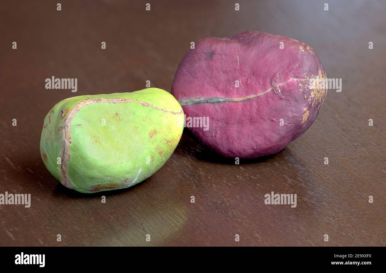 Two different color Kola nuts on a wood surface Stock Photo