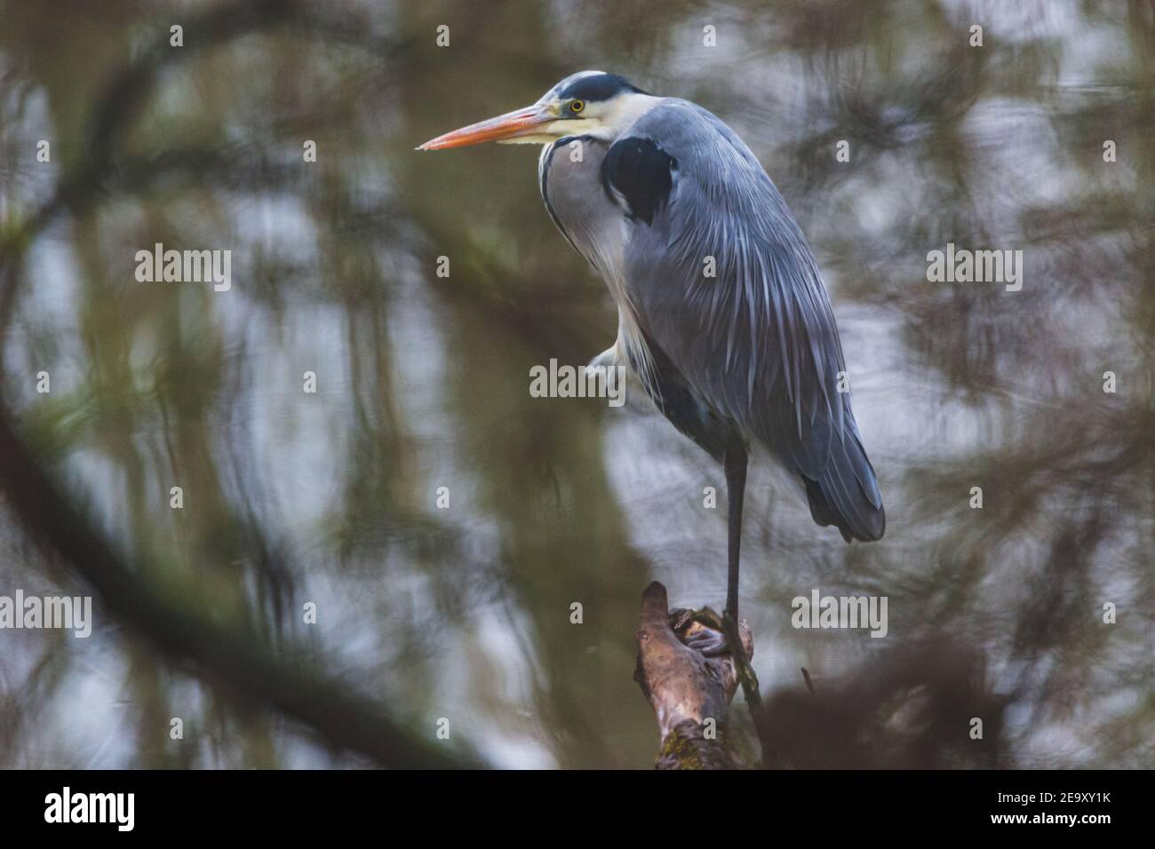 A gray heron stands on one leg and rests Stock Photo