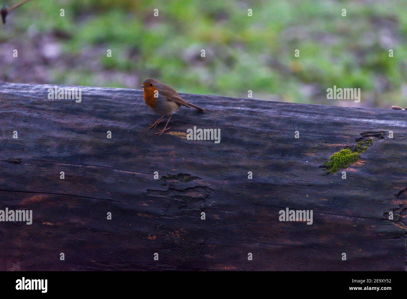 A robin on a large log Stock Photo