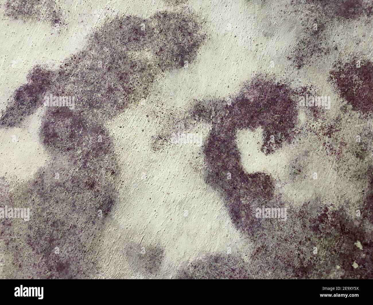 Moldy vault of an old wine cellar. Wine mold on the walls and vaults is
