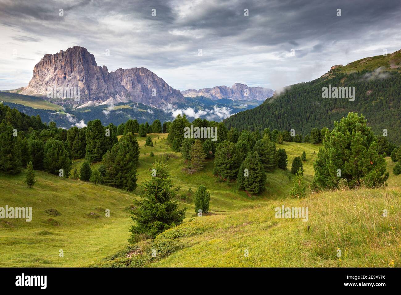 Val Gardena alpine valley. Alpine meadow and stone pines. Sassolungo and Sassopiatto mountain peaks. The Gardena Dolomites. Italian Alps. Europe. Stock Photo