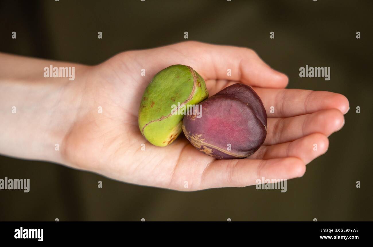 Two different color Kola nuts held in a hand Stock Photo