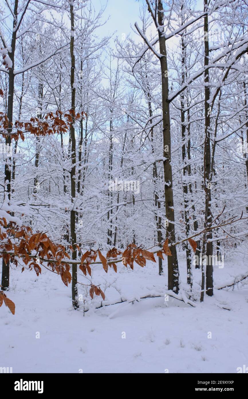 Beech leaves in winter. Winter in the forest. Poland Winter Stock Photo ...