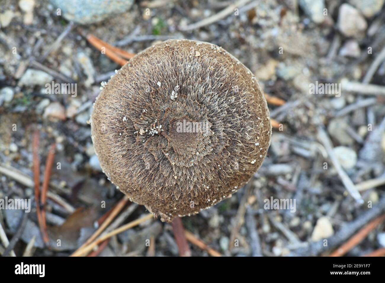 Inocybe impexa, a fibrecap mushroom from Finland with no common english name Stock Photo