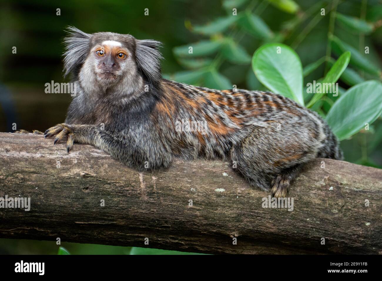 Close up of a Black-tufted marmoset, Atlantic Forest, Brazil Stock Photo