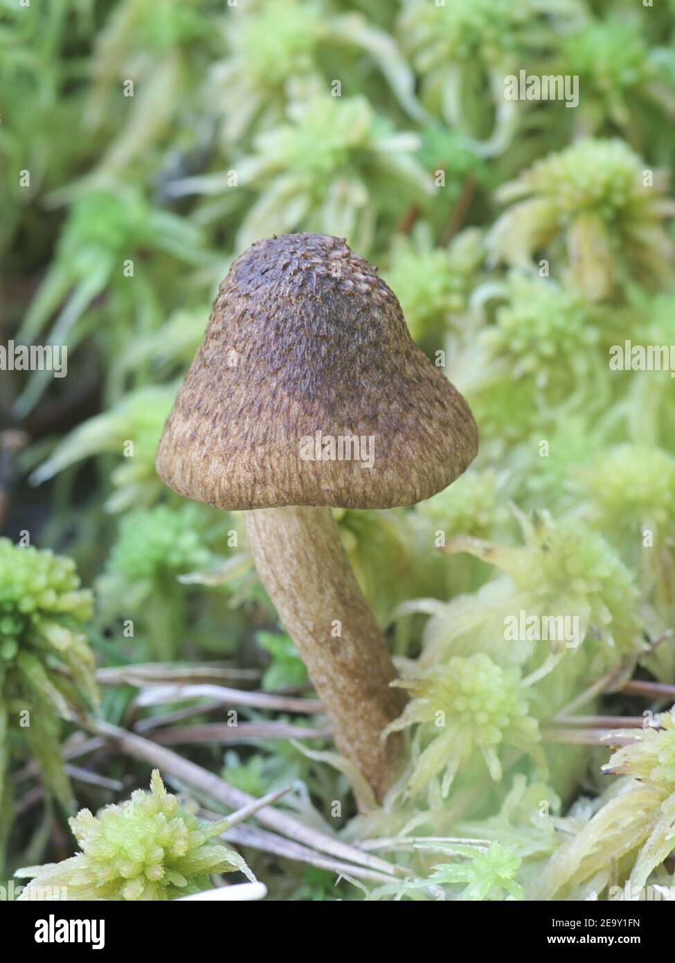 Inocybe teraturgus, a fibrecap mushroom from Finland with no common english name Stock Photo