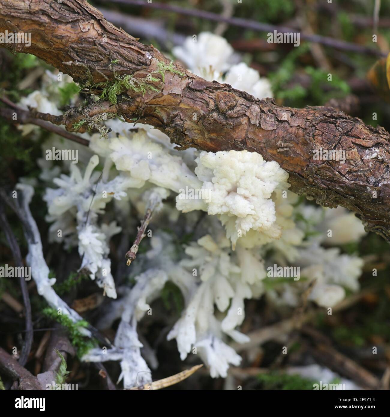 Sebacina incrustan, known as enveloping crust, wild fungus from Finland Stock Photo