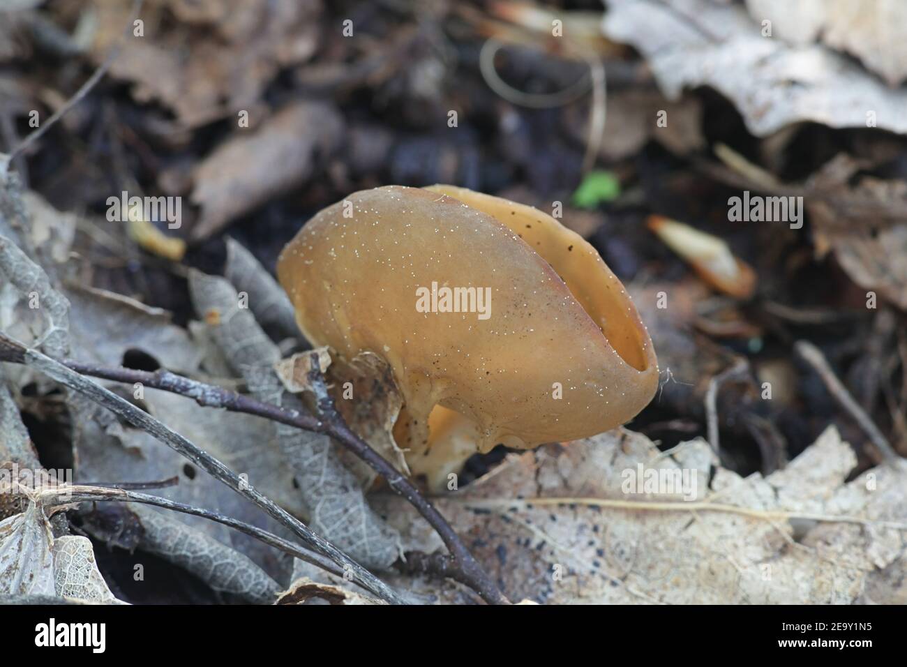 Helvella acetabulum, known as cabbage leaf Helvella, vinegar cup or the brown ribbed elfin cup, wild fungus from Finland Stock Photo