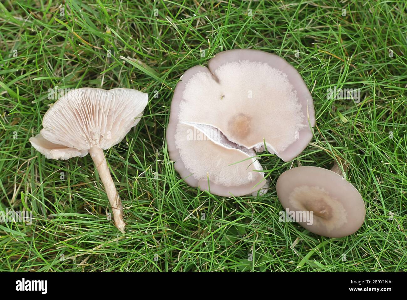 Lepista sordida, also called Rhodopaxillus sordidus and Tricholoma sordidum, slender blewit, wild mushroom from Finland Stock Photo