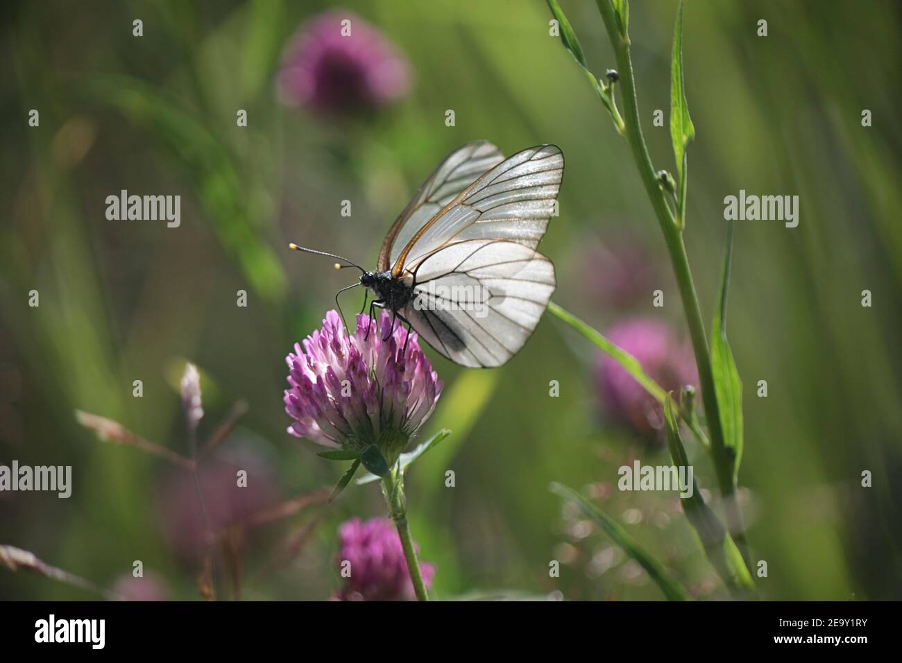 Black-veined White, Aporia crataegi, a beautiful butterfly from Finland feeding on red clover Stock Photo