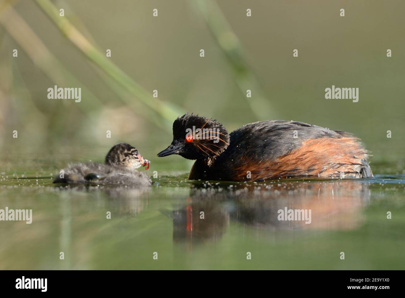 Black necked Grebe / Eared Grebe ( Podiceps nigricollis ), adult feeding its chick with bloodworm, caring for young, wildlife, Europe. Stock Photo