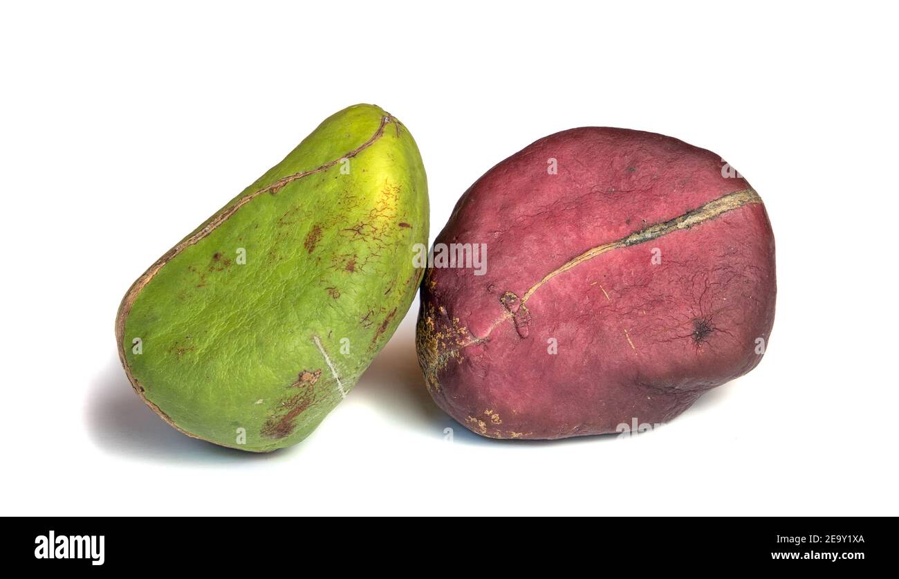 Two different color Kola nuts isolated on white Stock Photo