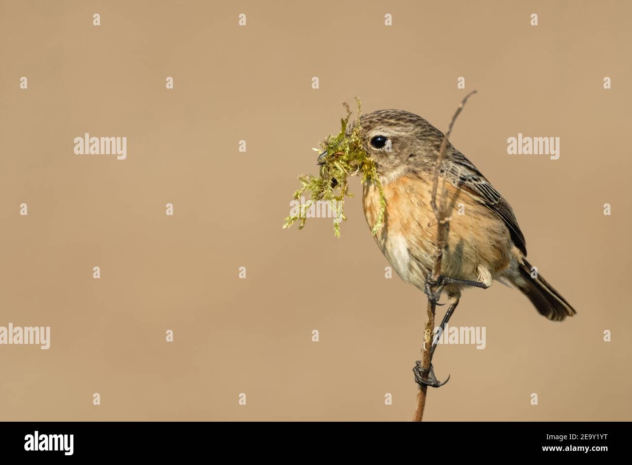 European Stonechat ( Saxicola torquata ), female, perched on top of a little twig with nest material in its beak, watching, wildlife, Europe. Stock Photo