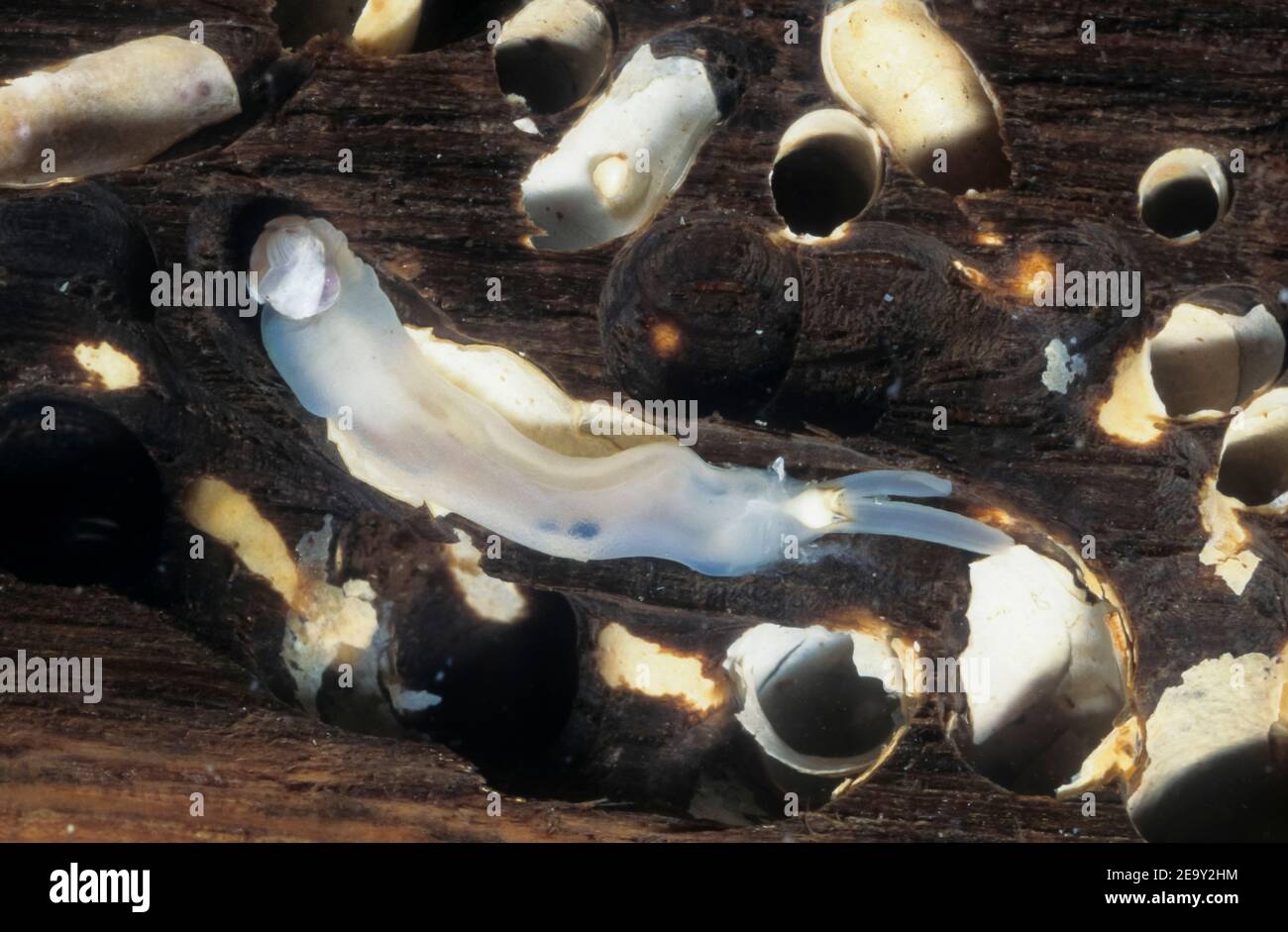 Shipworm hi-res stock photography and images - Alamy