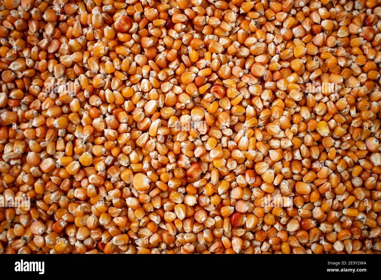 Enkir variety wheat seed texture. Compact pile of seeds on a plane