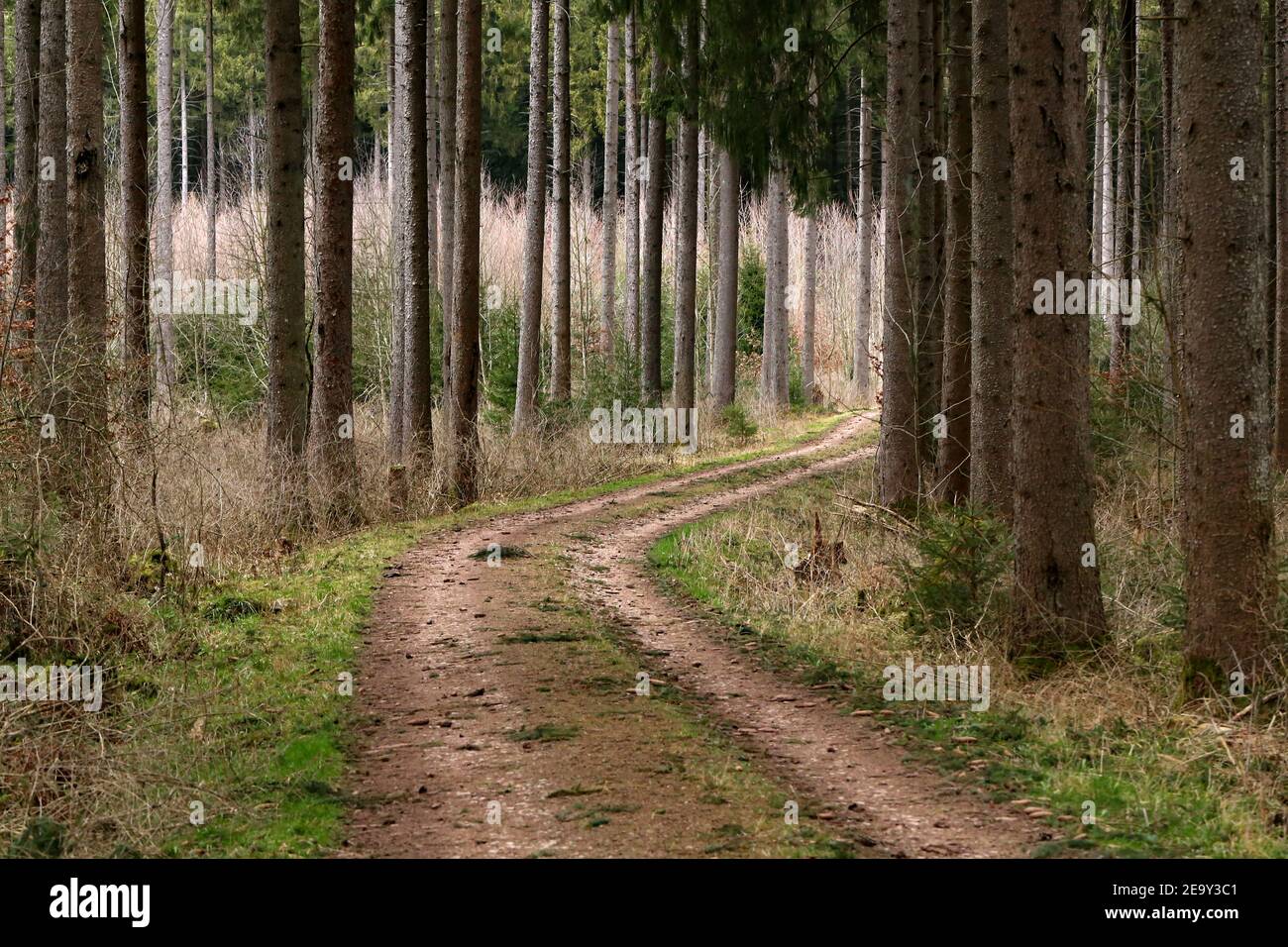 Dirt road in the forest among tall trees Stock Photo - Alamy