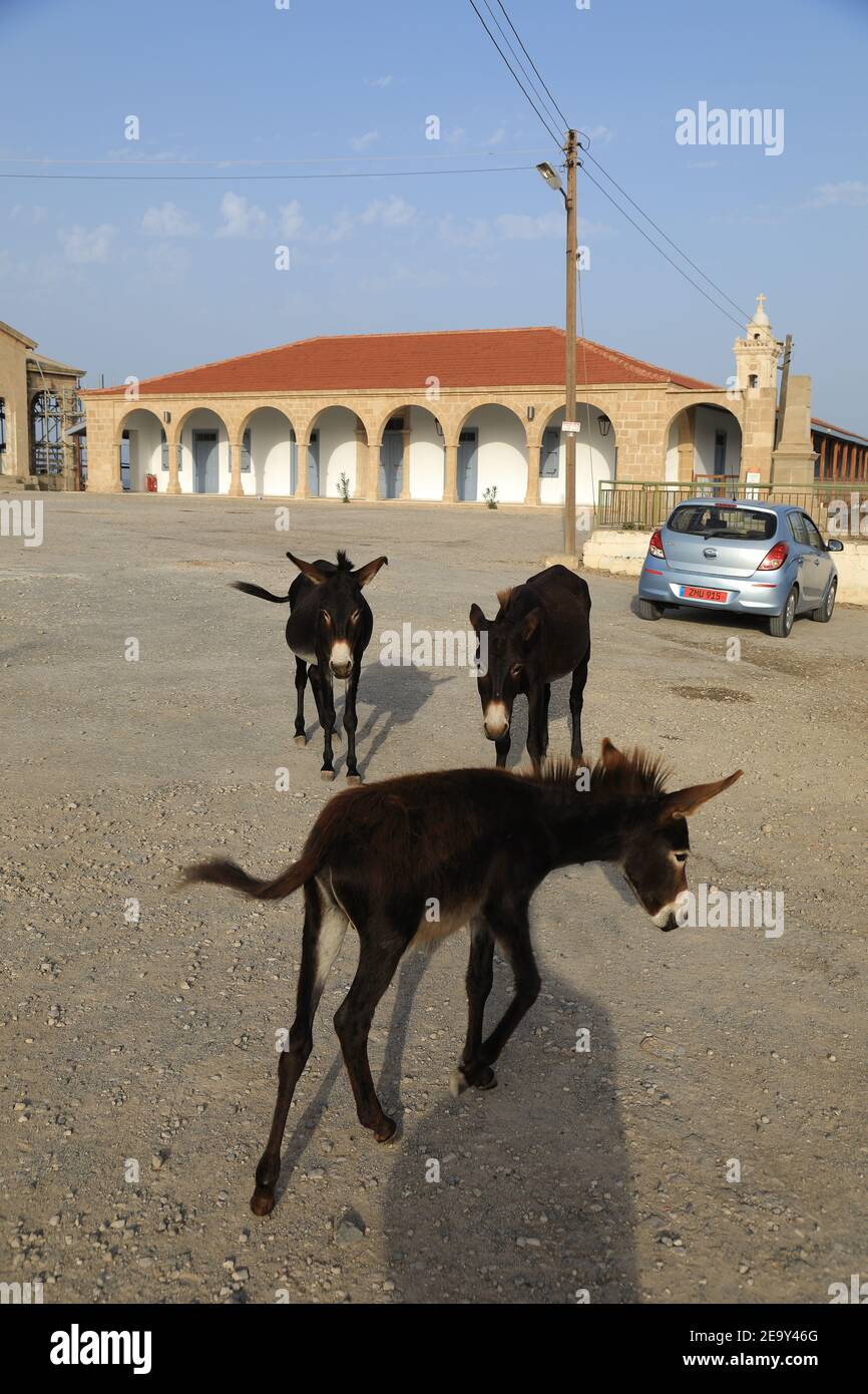 Feral donkeys hi-res stock photography and images - Alamy