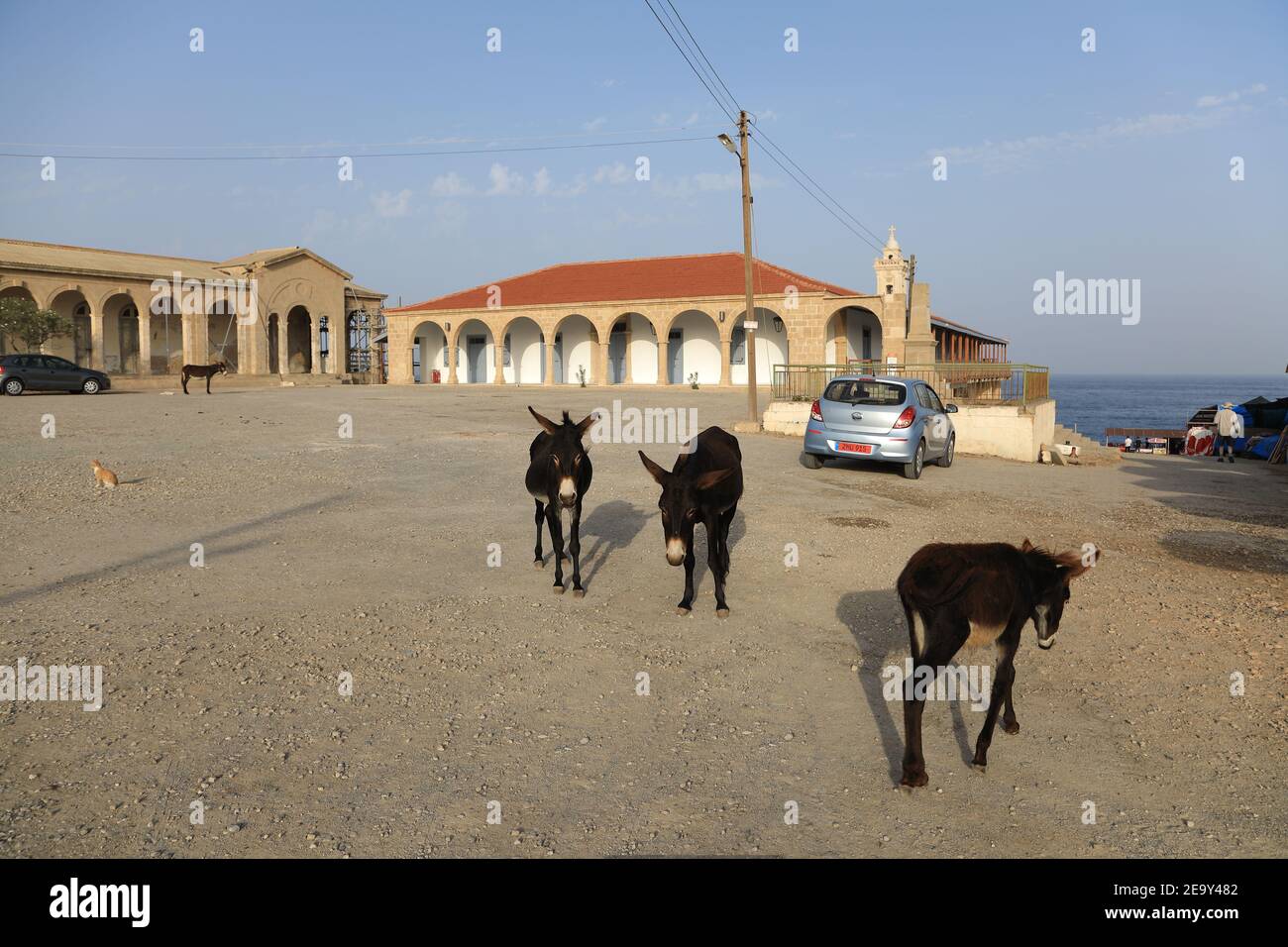 Feral Donkeys High Resolution Stock Photography and Images - Alamy