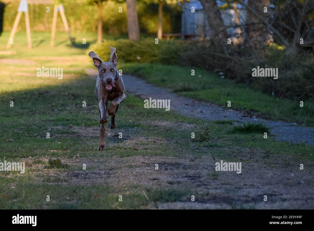 running of Weimaraner  hunting dog Stock Photo