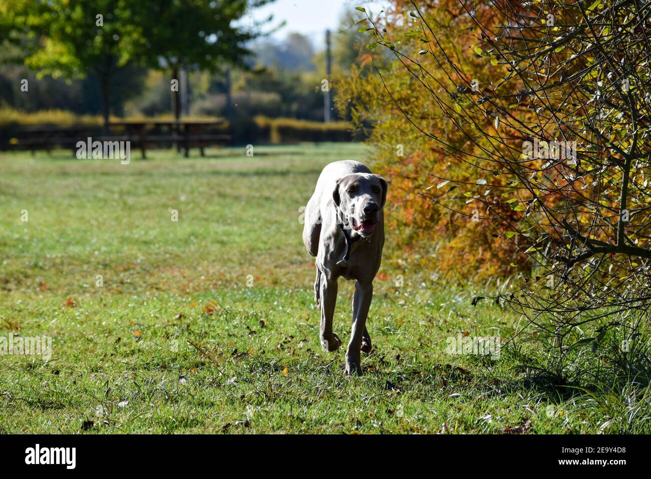 running of Weimaraner  hunting dog Stock Photo