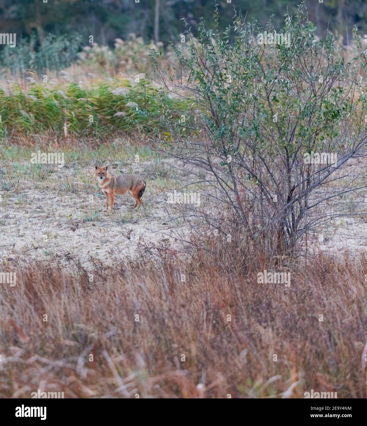 Golden jackal - CHACAL DORADO (Canis aureus), Danube Delta - DELTA DEL DANUBIO, Ramsar Wetland, Unesco World Heritgage Site, Tulcea County, Romania, E Stock Photo