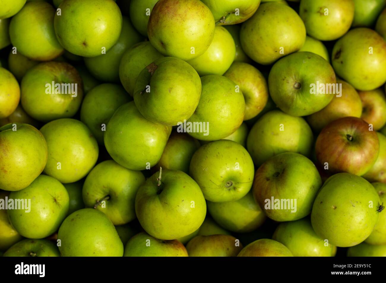 Huge sour green plums close-up shot on a village market shop or apple kul or Kul Boroi or Green jujube Stock Photo