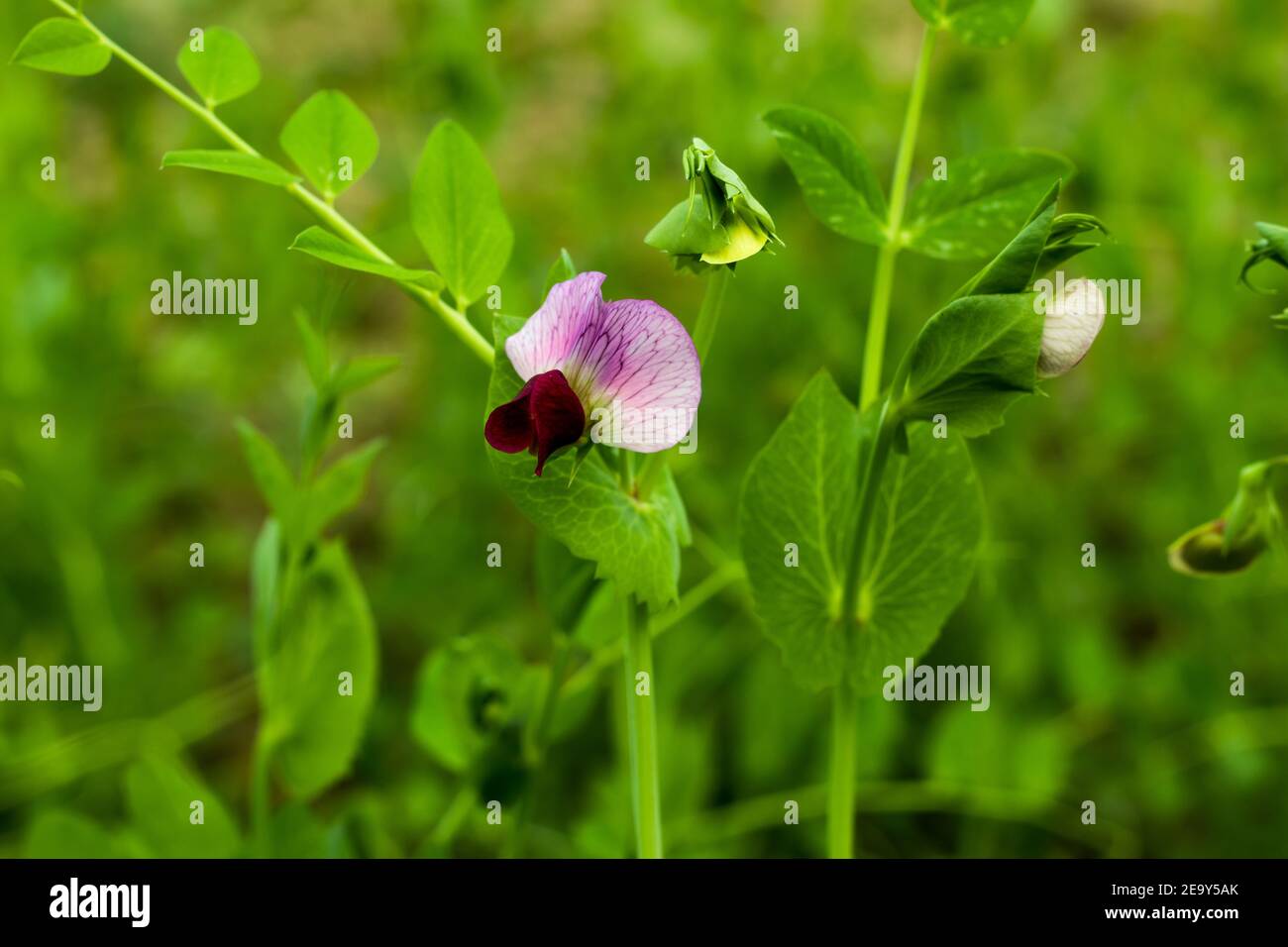 This is the Ideal vegetable or Pea flower or Motor Shuti or Pisum sativum from the Leguminosae family Stock Photo