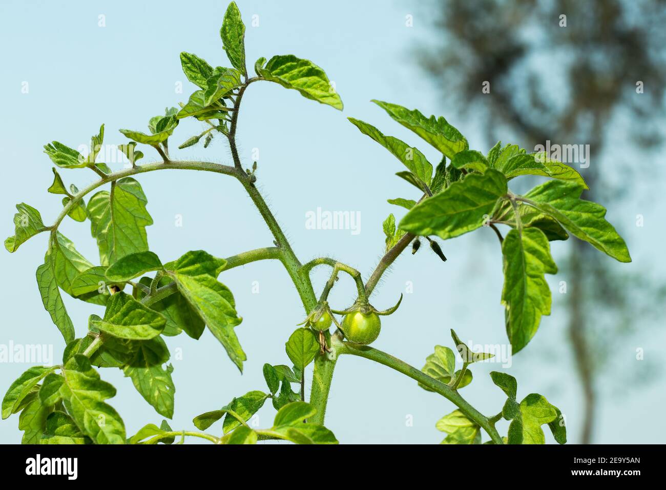 Two green tomatoes hanging on the vine tree in organic farm agriculture and harvest, small fresh green cherry tomatoes Stock Photo
