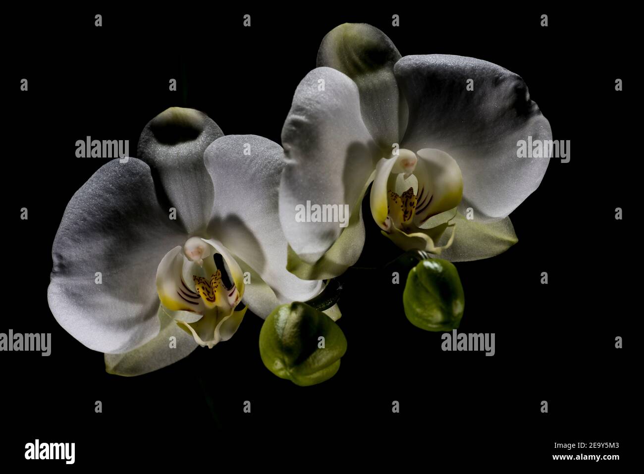 Close up of inflorescence of Phalaenopsis orchid against a black background, Genoa, Italy Stock Photo