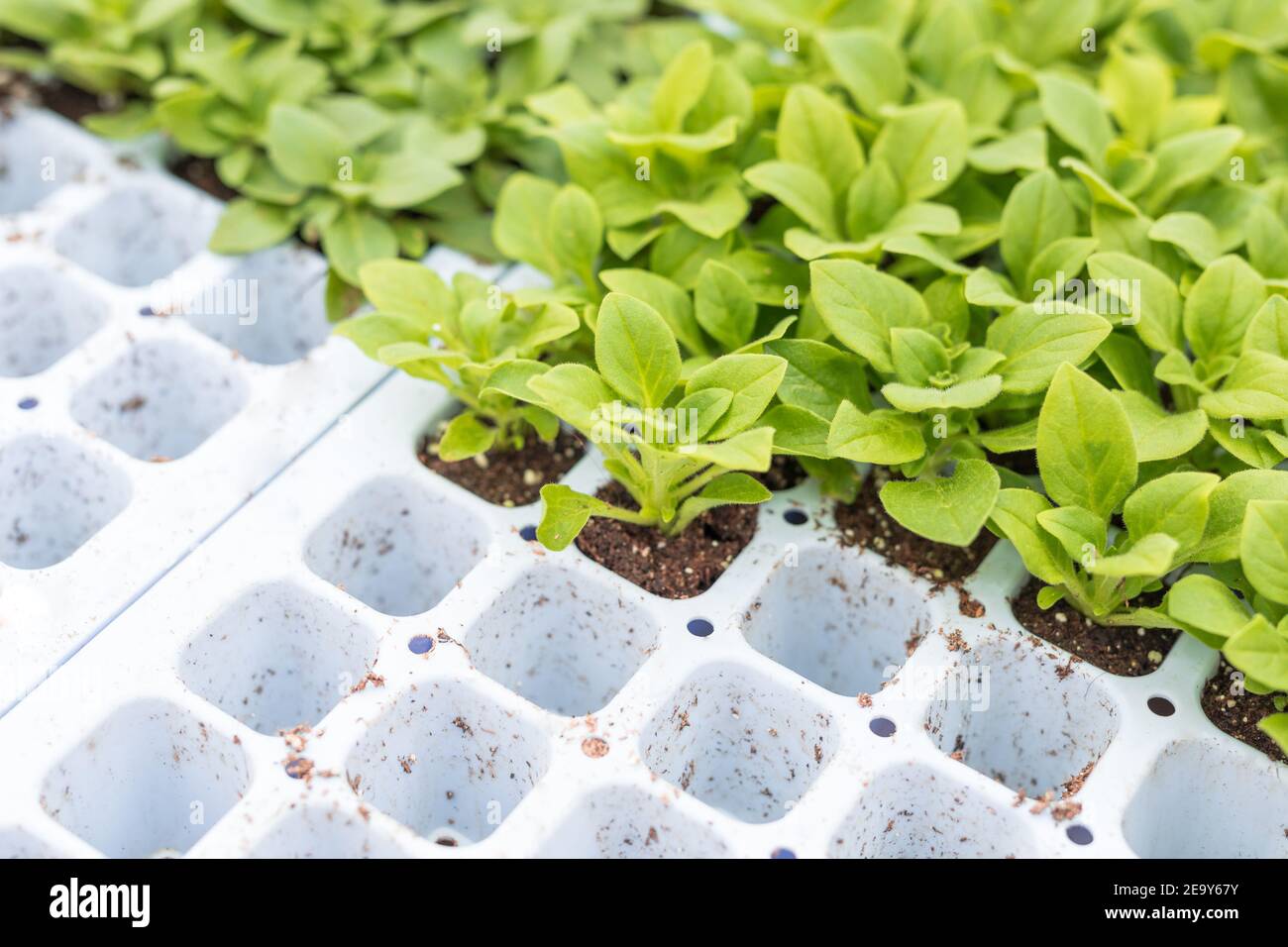 Petunia seedlings prepared to be replanted to pots Stock Photo Alamy