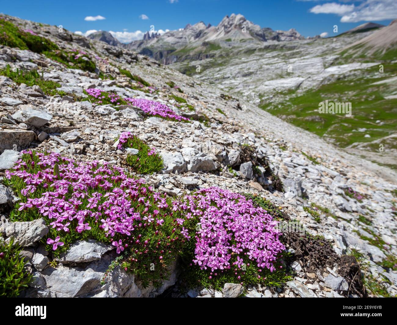 Flowering of Silene acaulis, bearing alpine plant. The Dolomites of the Puez-Odle natural park. Italian Alps. Europe. Stock Photo