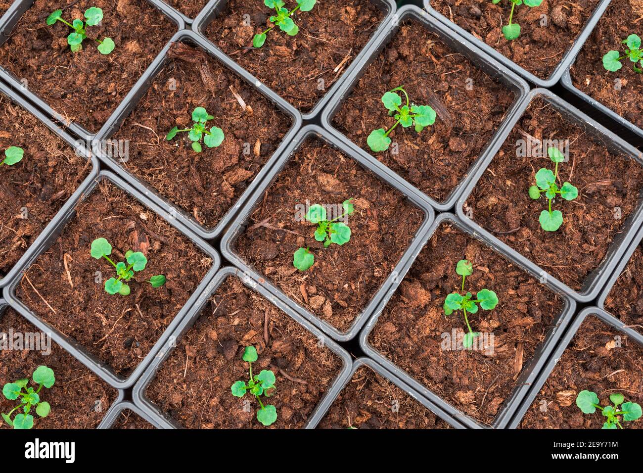 Viola seedlings hi-res stock photography and images - Alamy