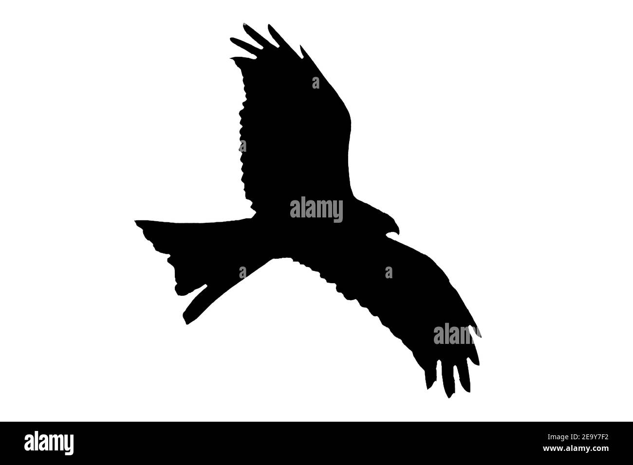 Red Kite raptor bird black silhouette cut out and isolated on a white