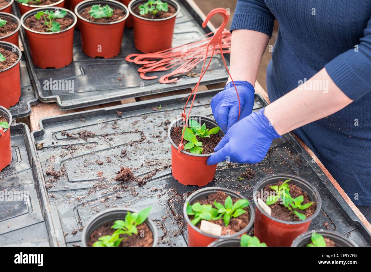 Woman gardener planting petunia seedlings into hanging pots Stock Photo