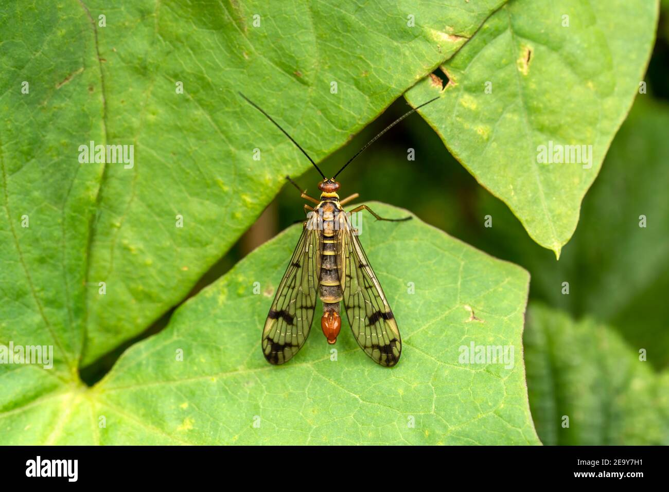 Common Scorpion Fly (Panorpa communis) an abundant harmless insect species found in the UK and Europe stock photo image Stock Photo