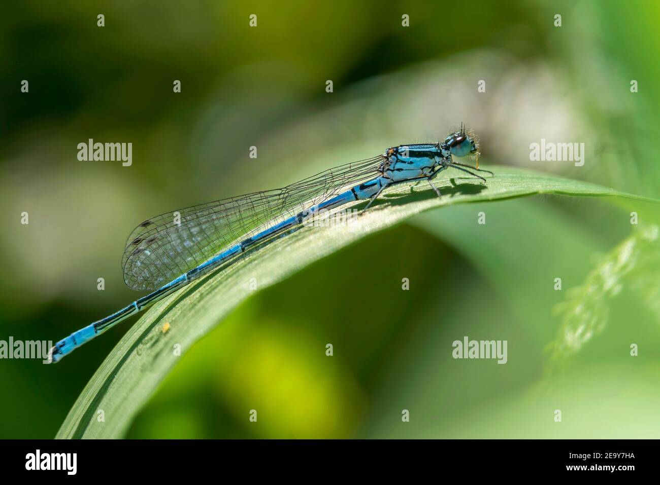 Azure Damselfly, Coenagrion puella a common blue male insect species similar to dragonfly resting on a grass reed stock photo image Stock Photo