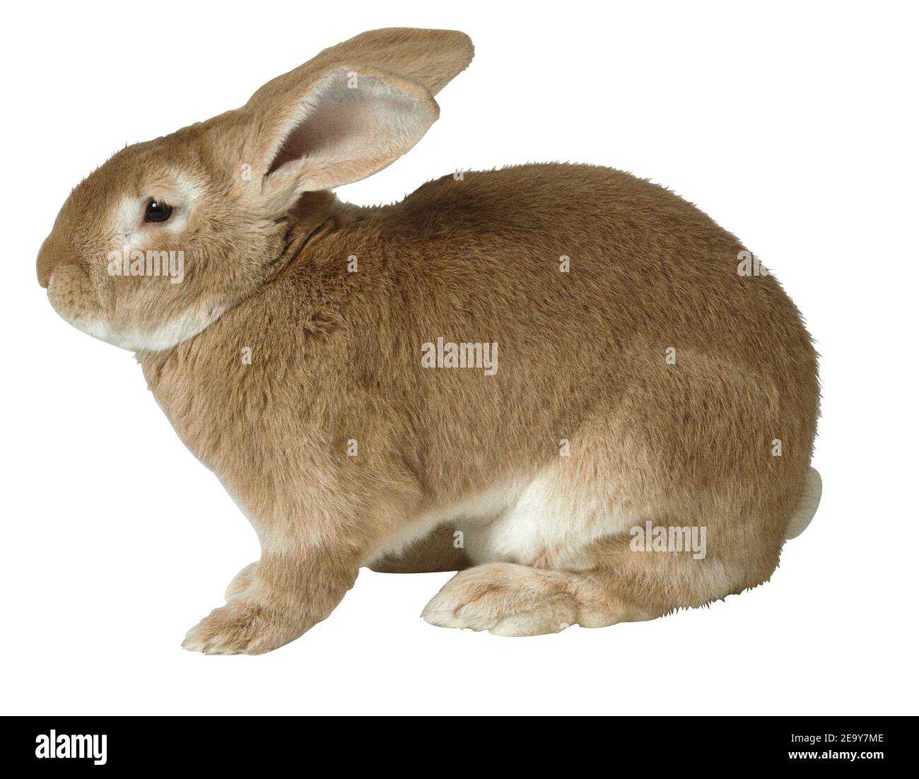 Adorable rabbit isolated on a white background Stock Photo - Alamy