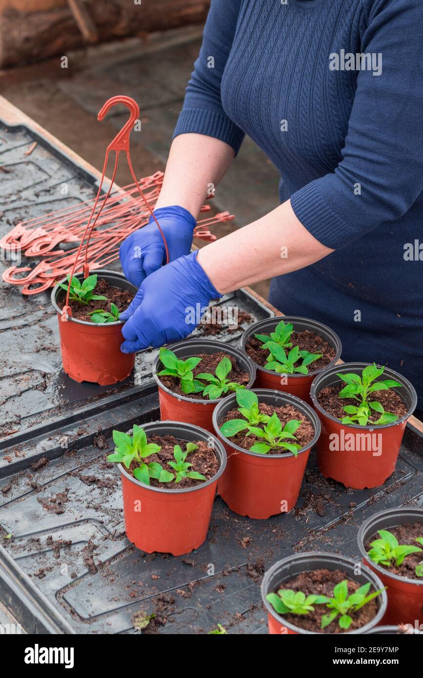 Woman gardener planting petunia seedlings into hanging pots Stock Photo