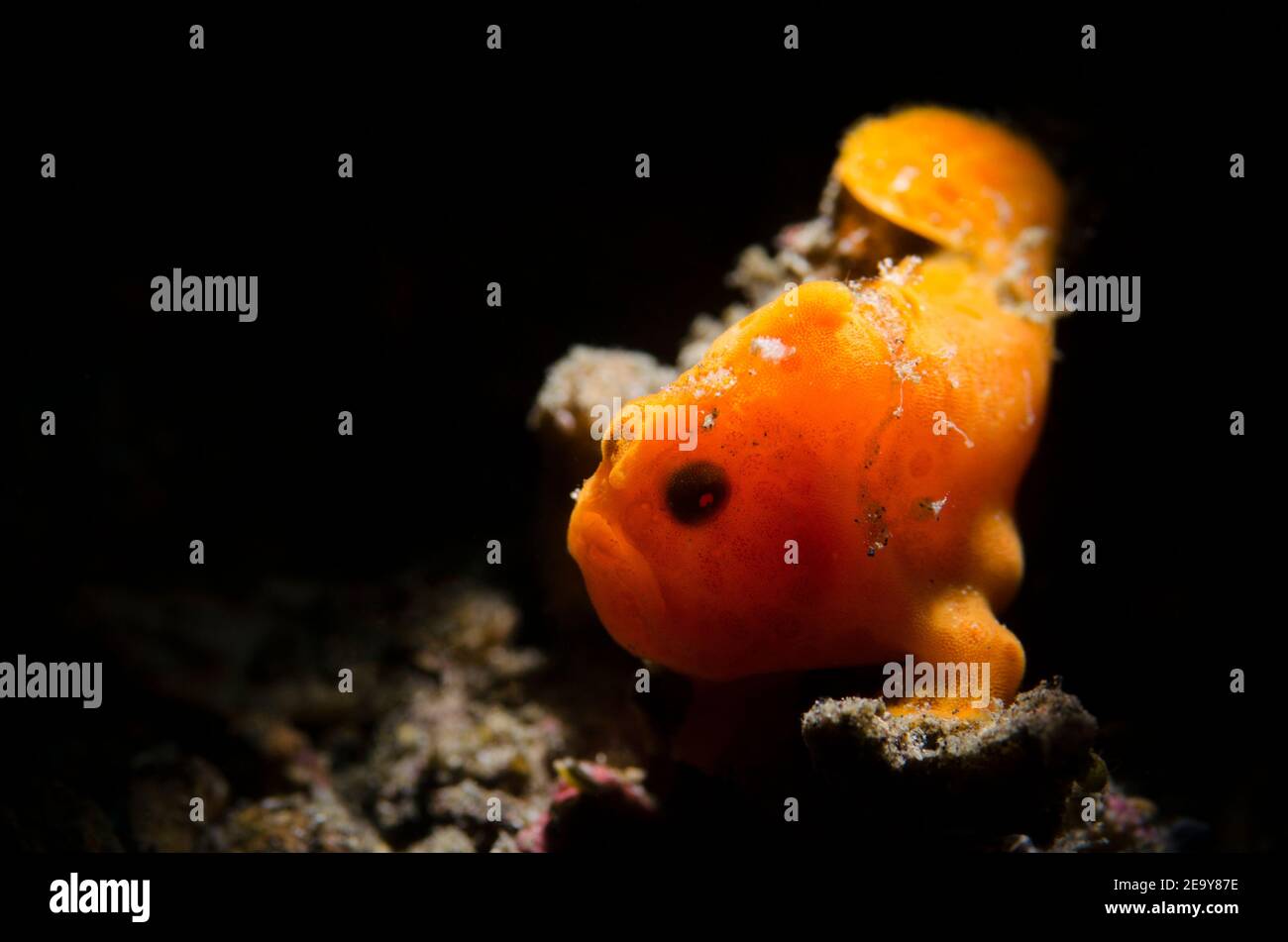 Painted Frogfish (backlit) Stock Photo