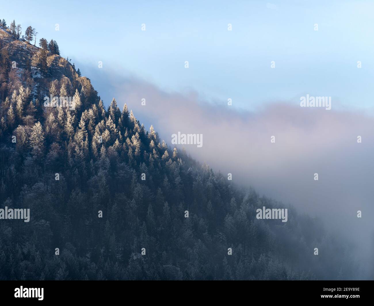 fog between trees in wintery mountains Stock Photo