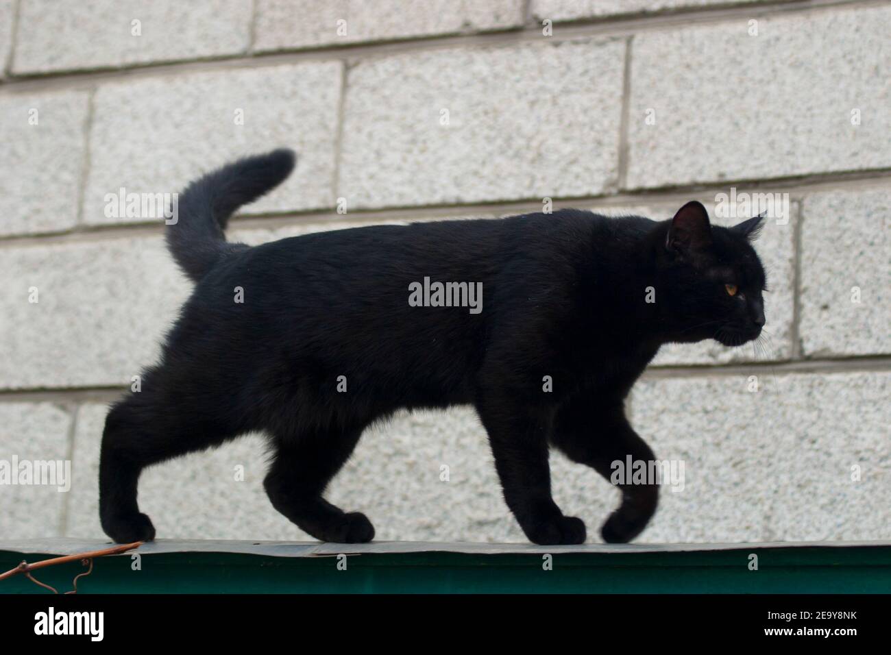 A black cat walks along the fence Stock Photo - Alamy