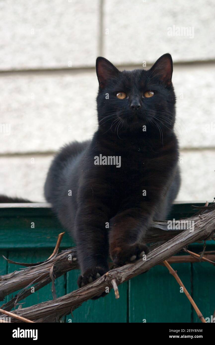 A black cat walks along the fence Stock Photo - Alamy
