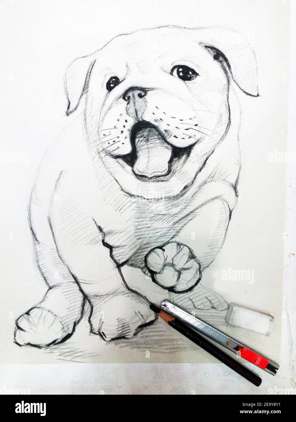 Art ,Drawing ,Fine art ,Sketch ,Cute  bulldog, Thailand Stock Photo