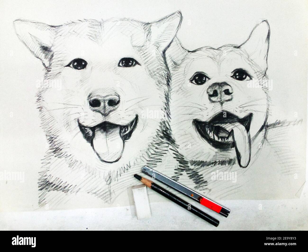 Art ,Drawing ,Fine art ,Sketch ,Cute  Siberian Husky dog , Thailand Stock Photo