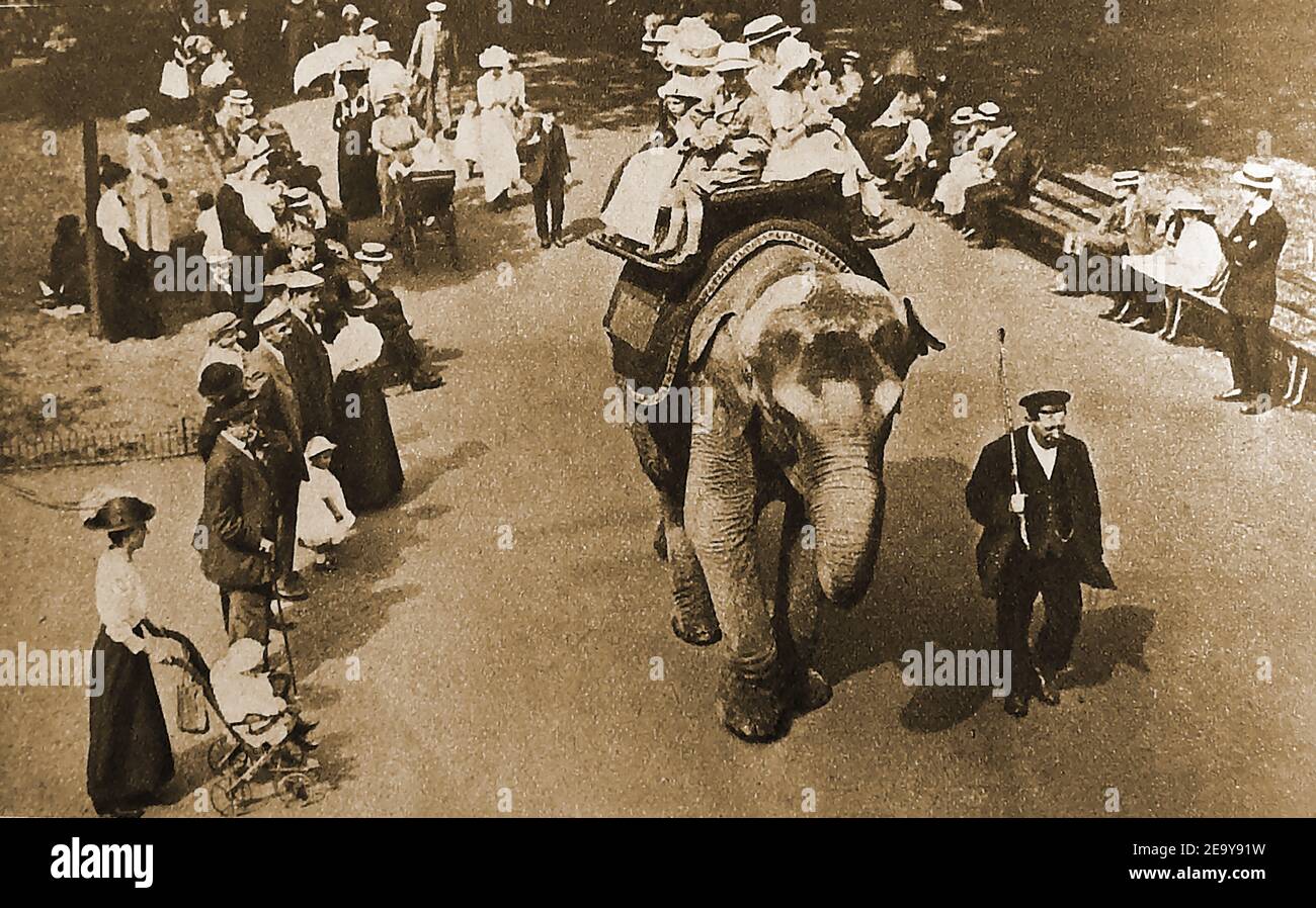 1906 Jumbo the elephant giving elephant rides at London Zoo. This wasn't the original Jumbo who arrived at the zoo on the 26 June 1865 from  Jardin des Plantes, Paris, & went on to become one of the largest elephants ever seen, giving the name Jumbo to many elephants  (and anything very large) across the world.. The original Jumbo left the Zoo in 1882 to join the Barnum & Bailey Circus in the USA, being bough for $10,000. He was allegedly kept docile by giving him large amounts of alcohol. He died tragically, being hit by a train whilst crossing a railway track in St. Thomas Canada in 1885. Stock Photo