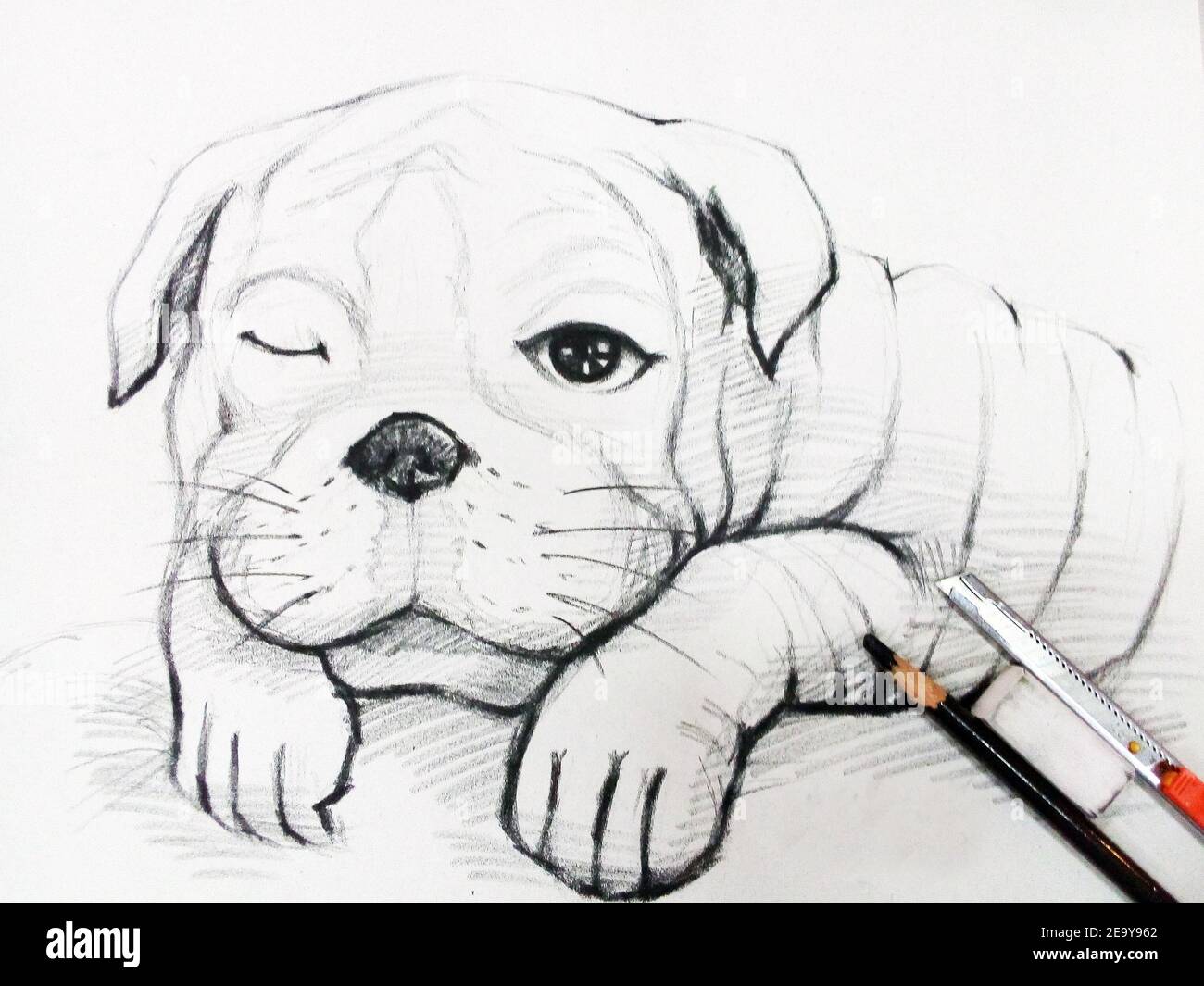 Art ,Drawing ,Fine art ,Sketch ,Cute  bulldog, Thailand Stock Photo